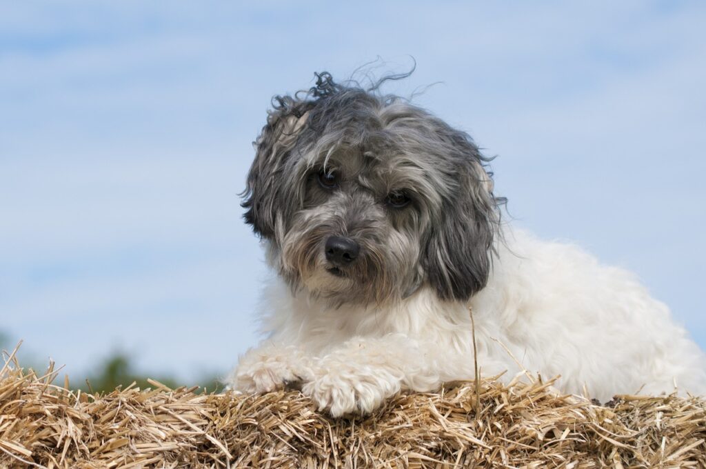 Französische Hunderassen: Portrait eines Petite Chien Lion