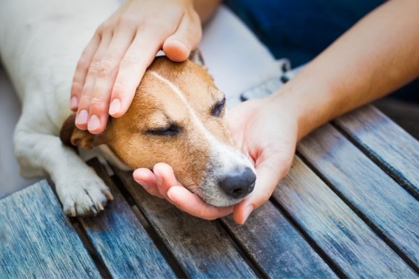 Magendrehung: Hund wird am Kopf gestreichelt