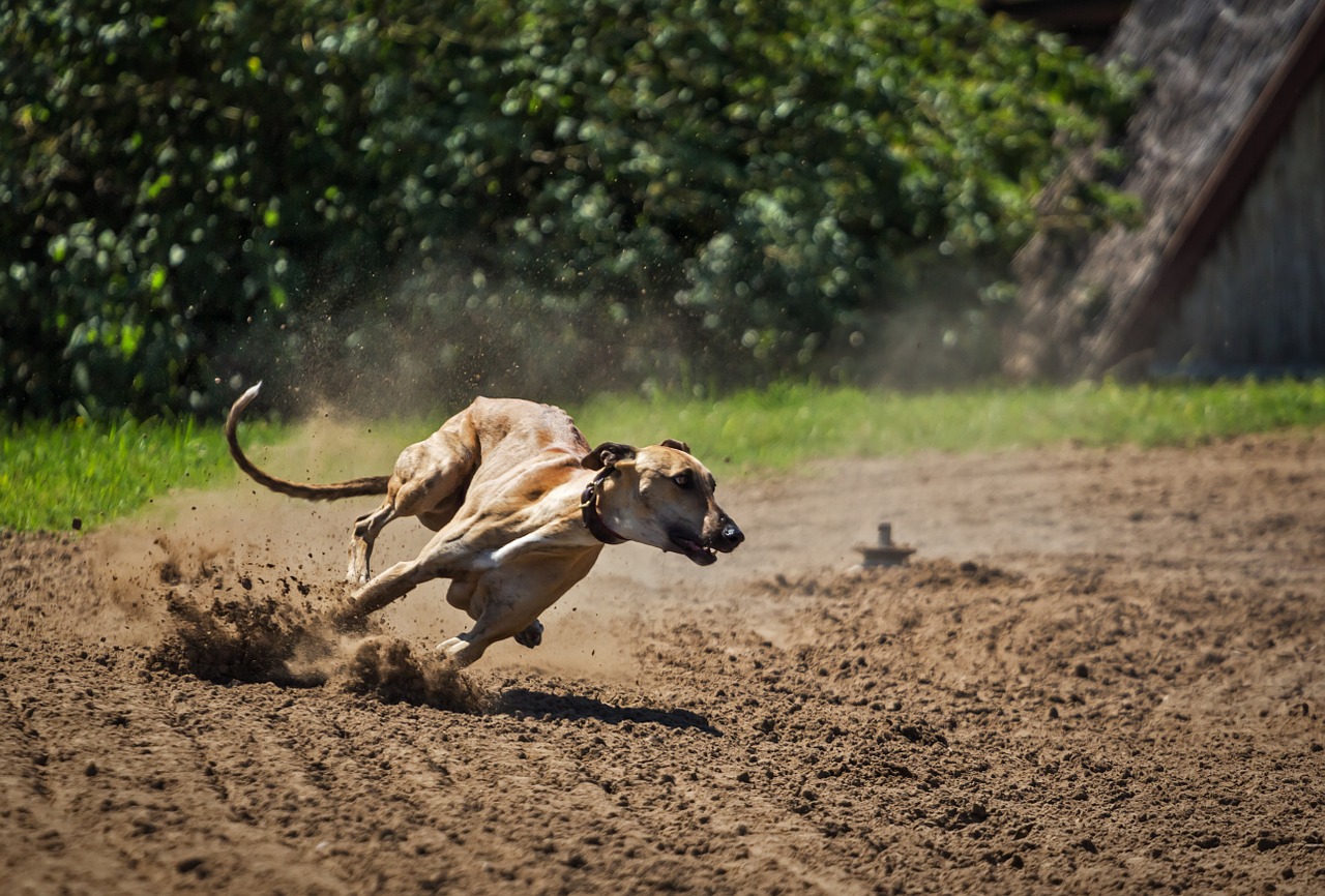 Ungarischer Windhund