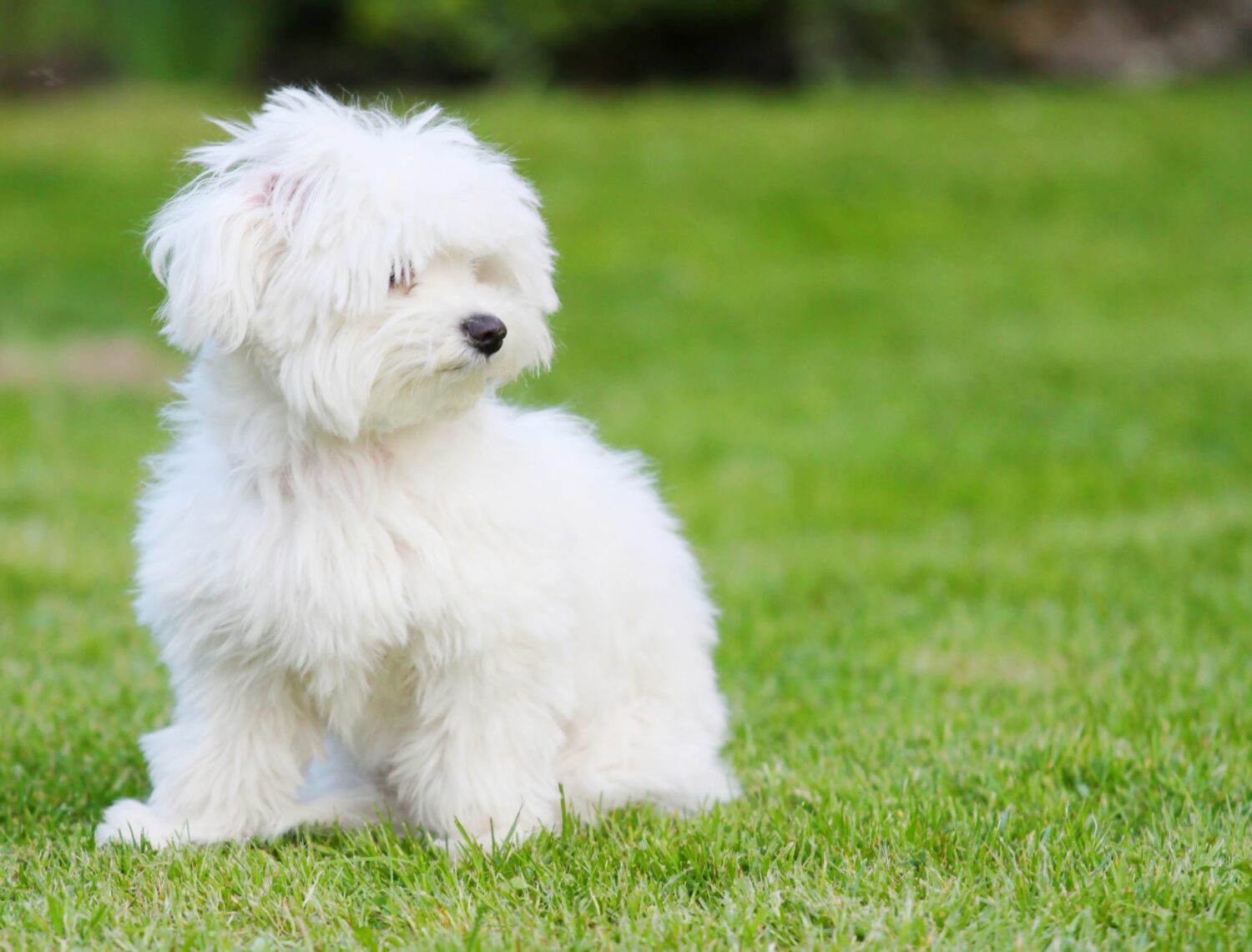 Beim Malteser ist ein regelmäßiger Besuch des Hundefriseurs von Vorteil