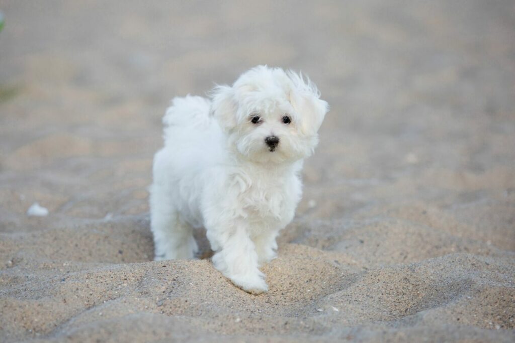malteser hund allergie