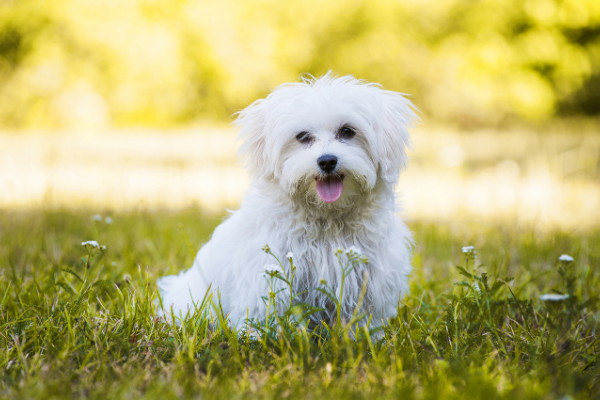 Die 22 Sussesten Hunderassen Der Welt Mit Bildern Edogs