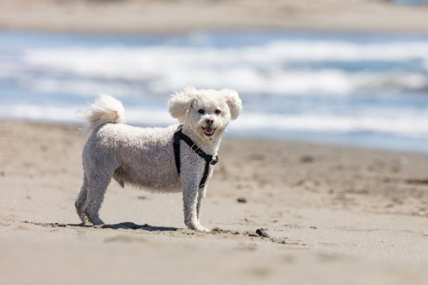 Maltipoo im Rasseportrait