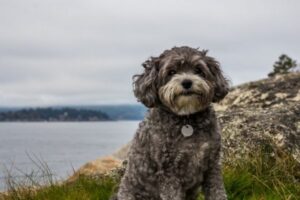 Maltipoo im Rasseportrait