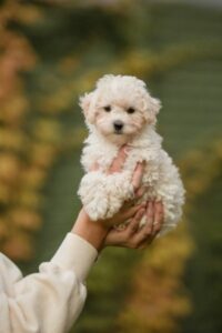 Maltipoo im Rasseportrait