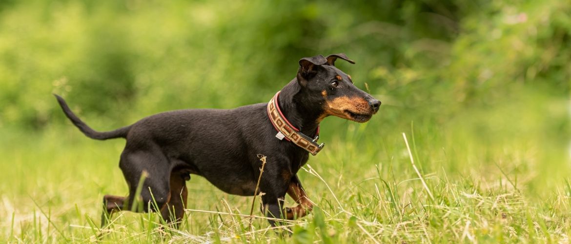 Manchester Terrier in der Natur