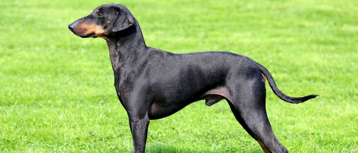 Manchester Terrier von der Seite