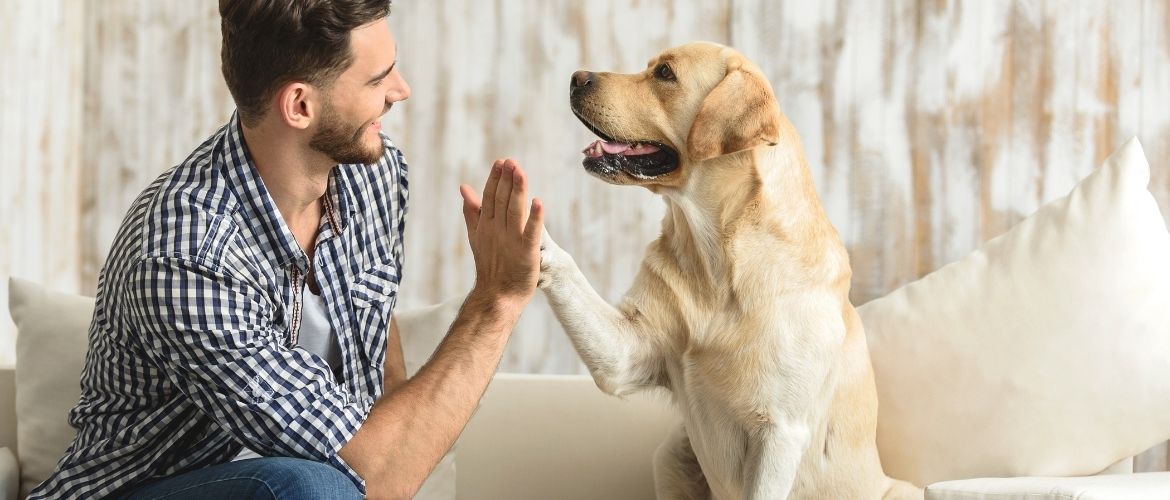Hund alleine lassen üben - Die besten Tipps | edogs Magazin