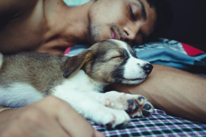 Mann und Hund schlafen zusammen im Bett