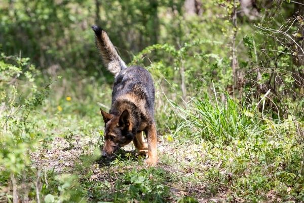 Mantrailing Schäferhund