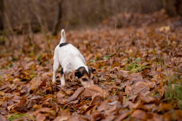 Fährtensuche im Wald