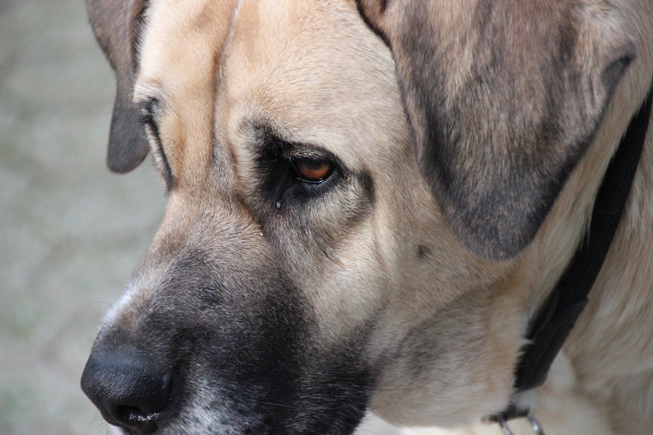 Spanischer Mastiff