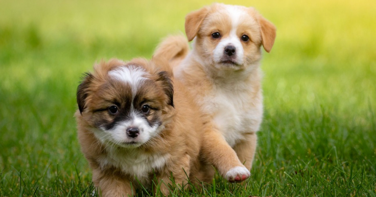 10 Fragen: Checkliste Hundekauf