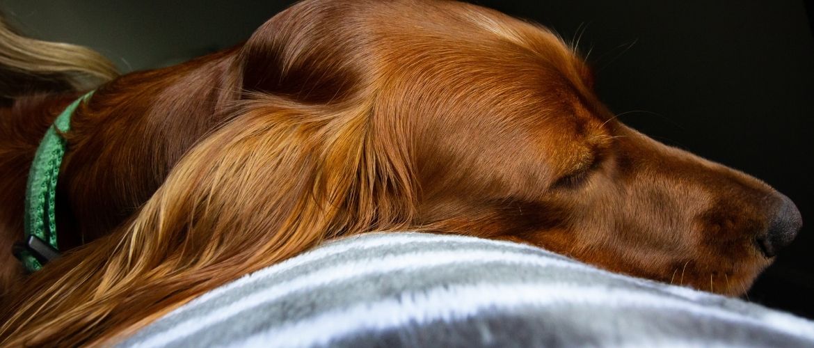 Megaösophagus: Hund liegt mit dem Kopf auf einem Kissen und schläft
