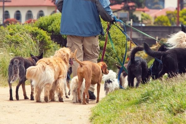 Mehrhundehaltung: Hunde im Rudel