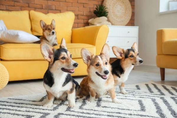 Mehrhundehaltung: Hunde im Wohnzimmer