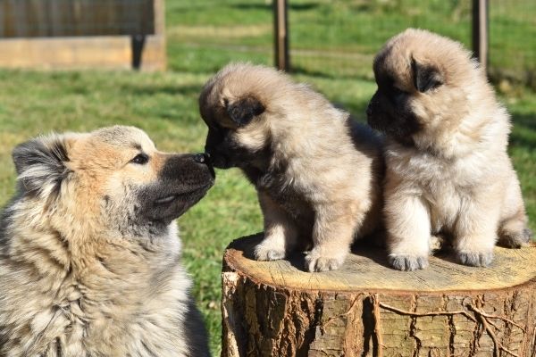 Mehrhundehaltung: Welpen auf Baumstamm