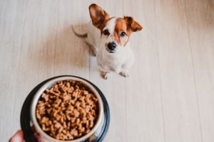 Milbenallergie Hund: Futter richtig lagern