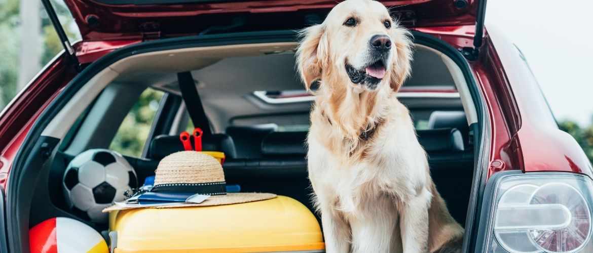 Mittelgroße Familienhunde: Hund sitzt im vollgepacktem Kofferraum eines roten Autos