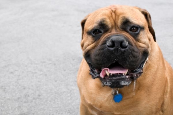 Mittelgroßer Hund sabbert viel