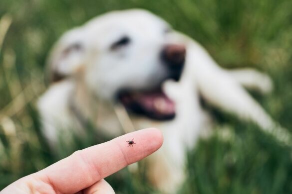 Warum leckt mein Hund mich immer ab? | edogs