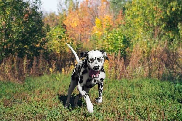 Mobility Hundesport in der Natur