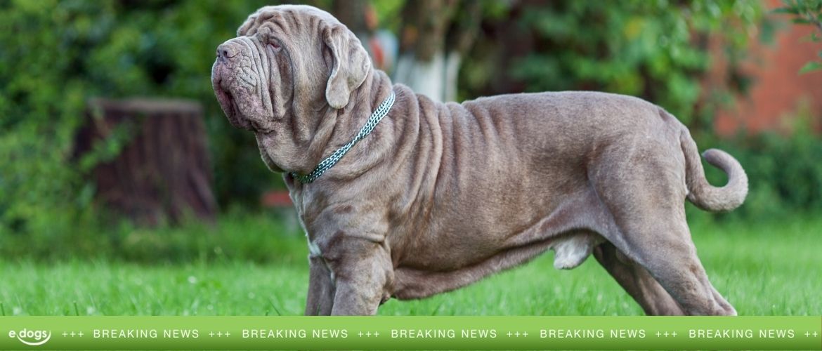 Qualzucht? Züchter erweckt MonsterMolosser wieder zum Leben edogs