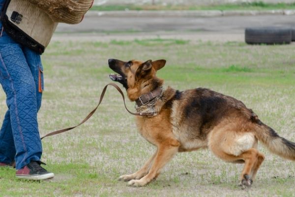 Mondioring Schäferhund