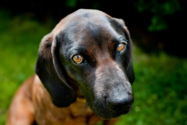 Montenegrinischer Gebirgslaufhund Aussehen