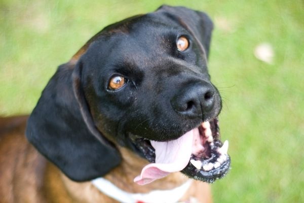 Montenegrinischer Gebirgslaufhund im Portrait