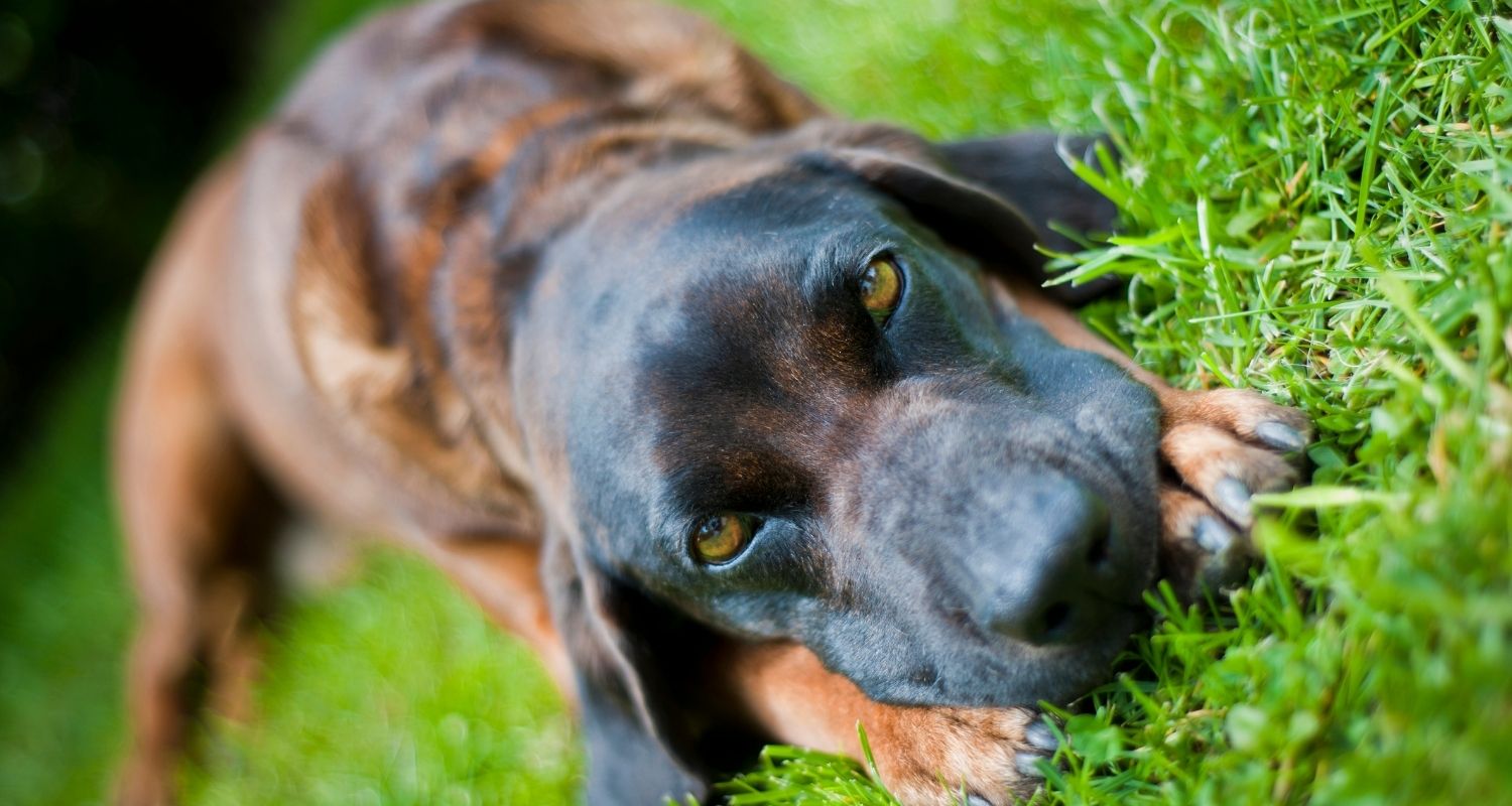 Montenegrinischer Gebirgslaufhund im Rassenportrait edogs Magazin