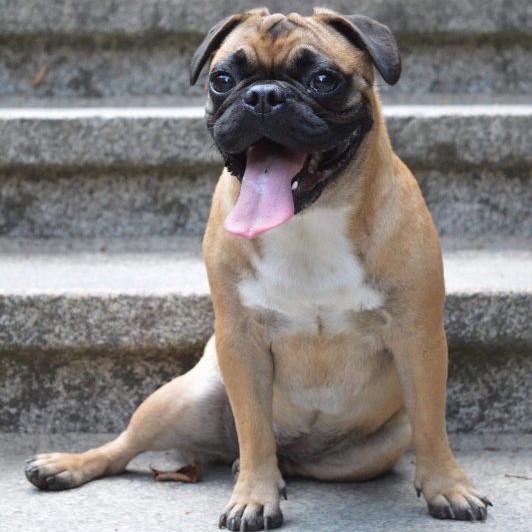 Mundgeruch beim Hund edogs