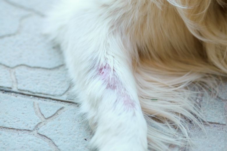 Schilddrüsenunterfunktion beim Hund Symptome & Ernährung