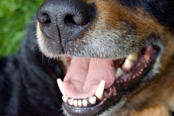 Mundgeruch Hund