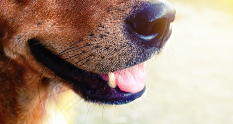 Mundgeruch beim Hund
