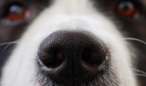 Hunde riechen Krebs: Hundenase in Nahaufnahme