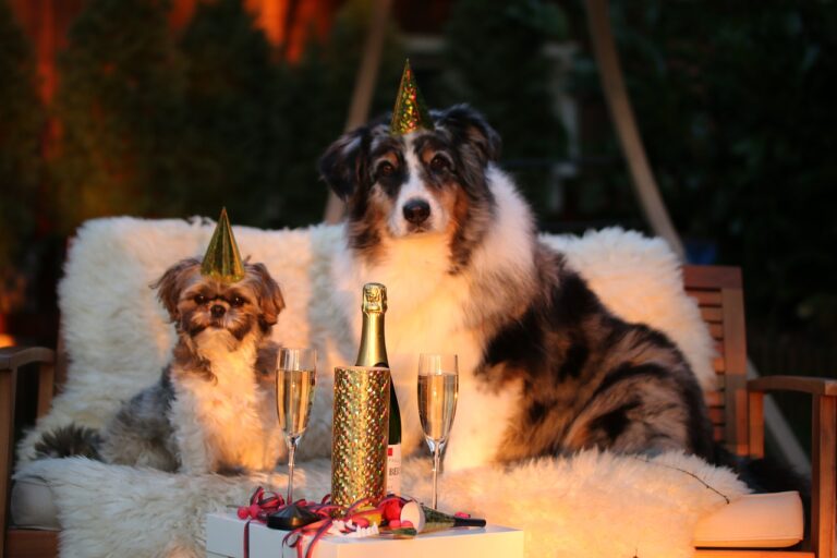 Silvester mit Hund – Böllerfrei ins neue Jahr starten