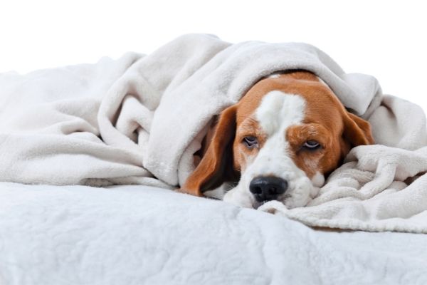 Hund am Liegen umhüllt von einer Decke