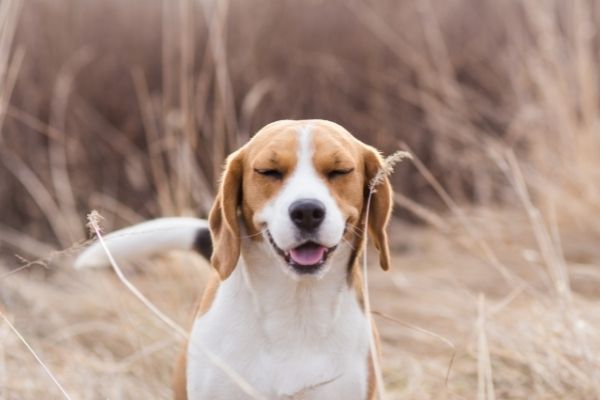 Hund niest ständig