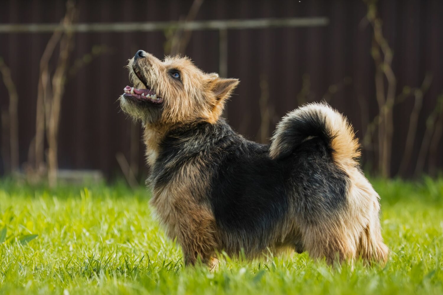 Norwich Terrier sind unkompliziert, trotzdem sollte die Anschaffung gut überlegt sein