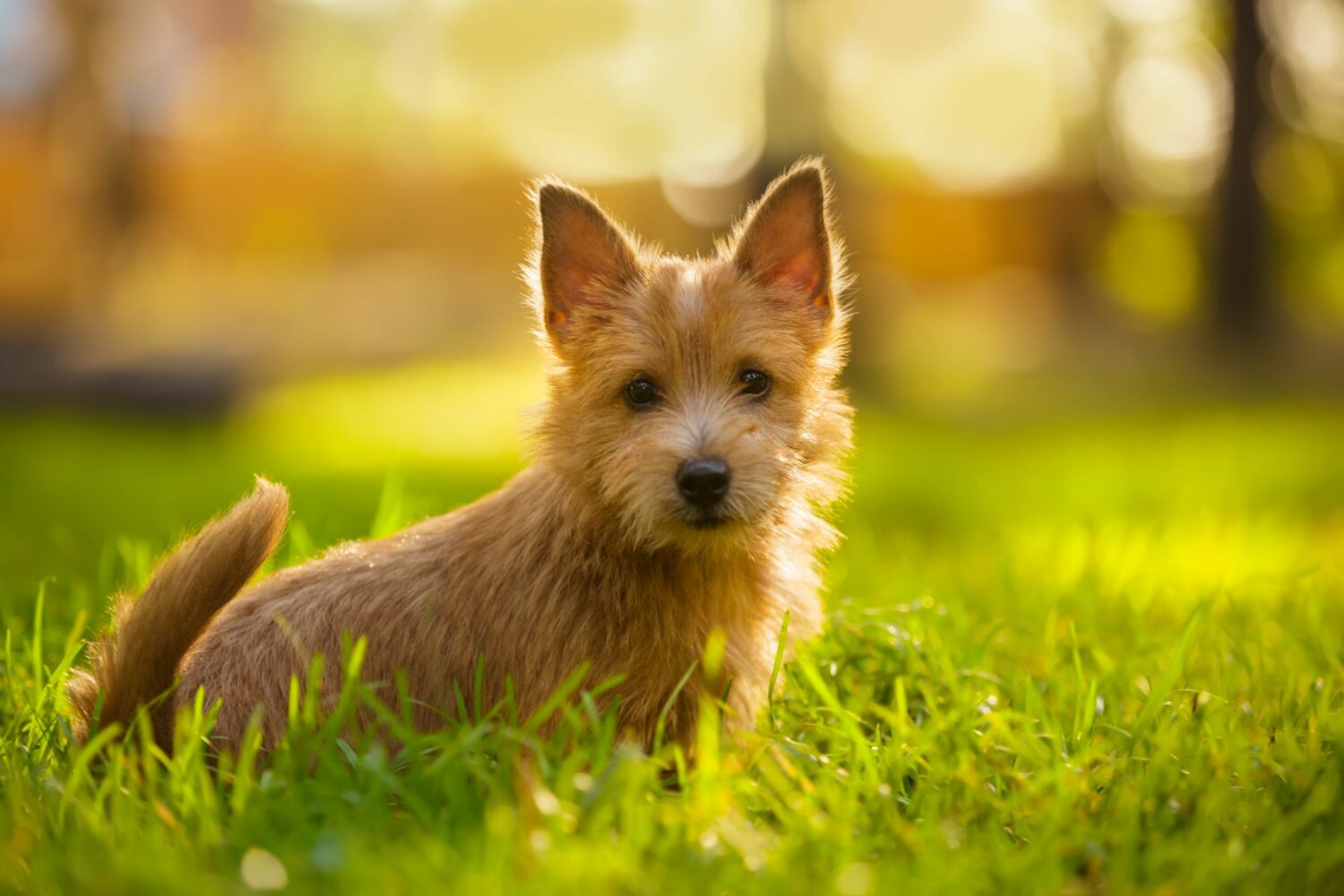 Die Erziehung des Norwich Terriers sollte schon als Welpe beginnen