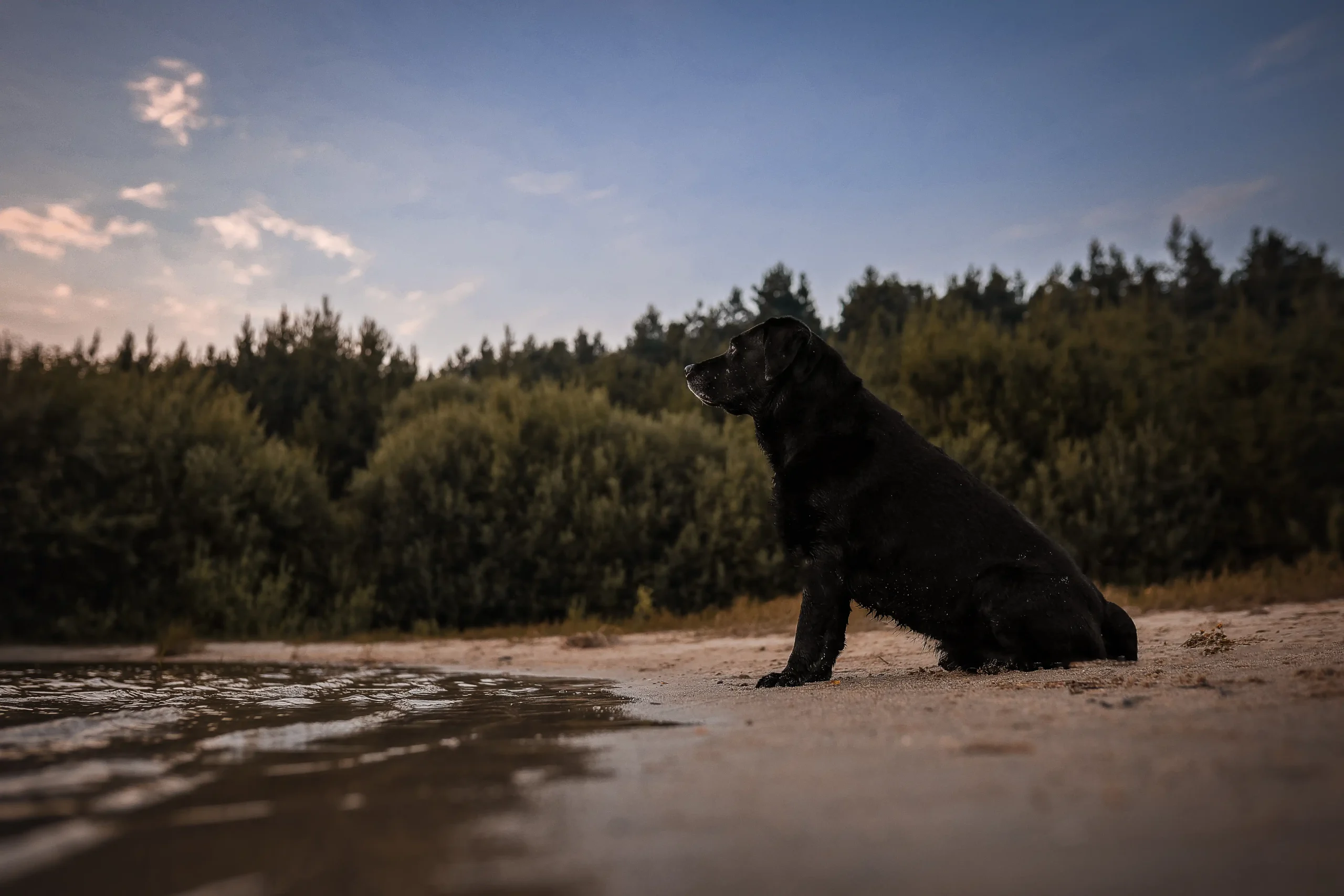 nysø_dänemark_mit_hund
