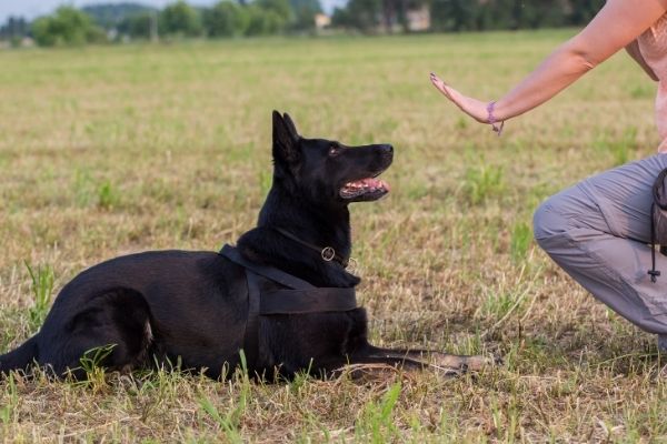 Obedience: Hund auf einer Wiese