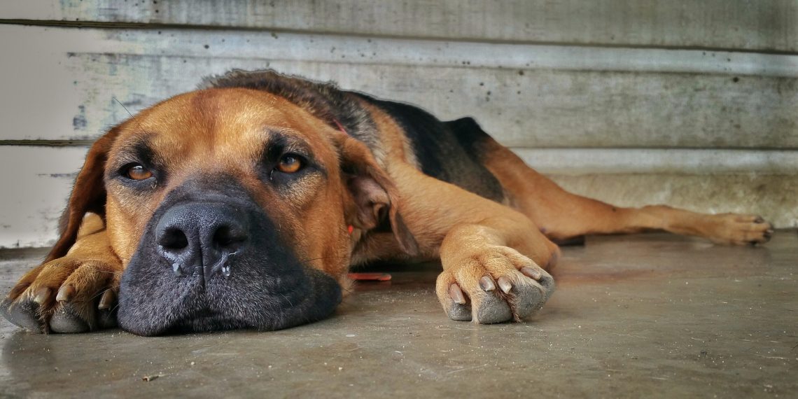 Hund ruht sich auf dem Boden aus