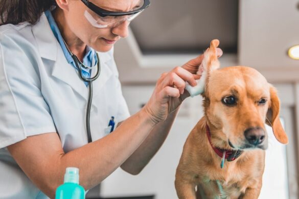 Megaösophagus beim Hund Symptome & Behandlung