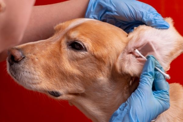 Ohrenentzündung Hund: Wattestäbchen als Ursache 