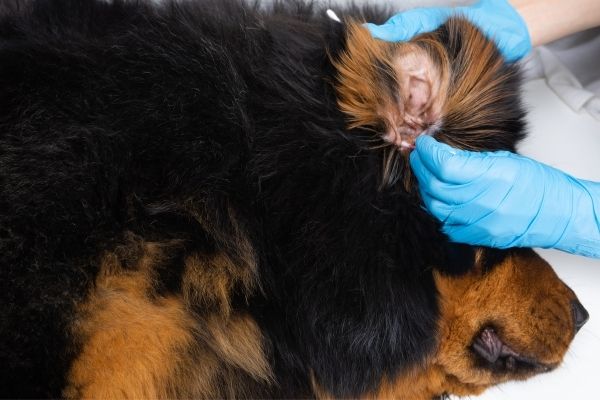 Behandlung von Ohrmilben beim Hund