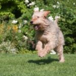 Otterhund im Auslauf