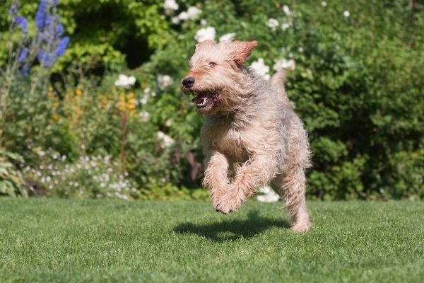 Otterhund im Auslauf