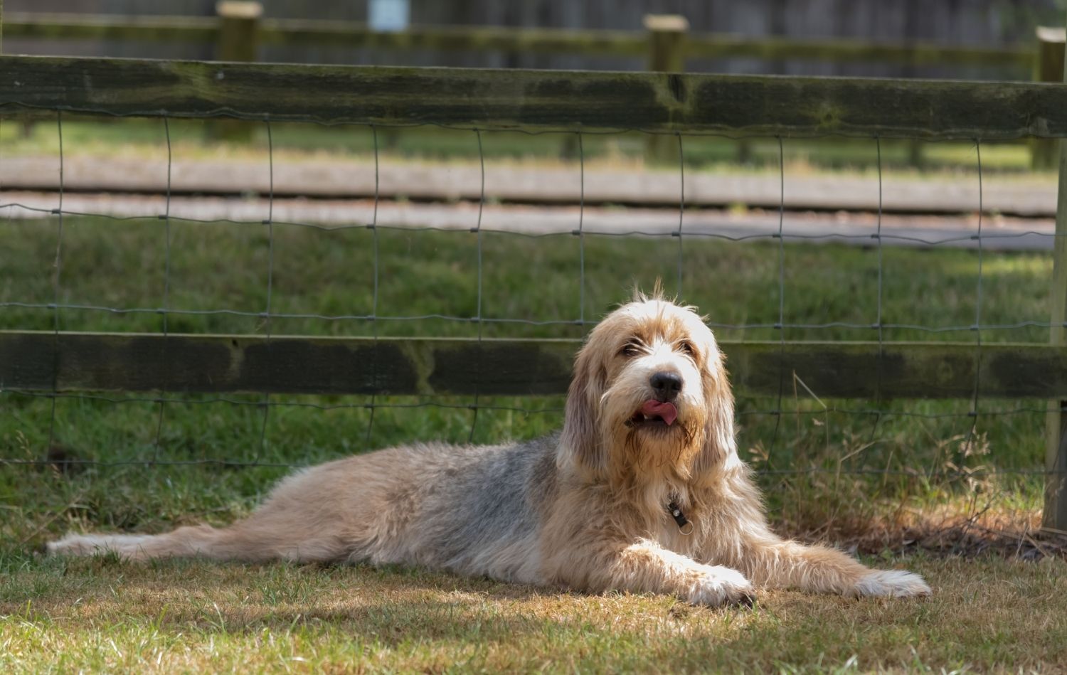 Otterhund im Liegen